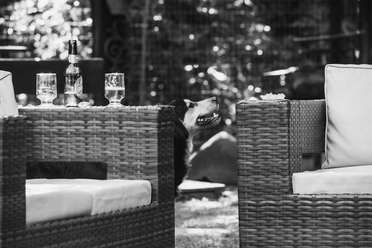 cachorro casamento em casa belo horizonte
